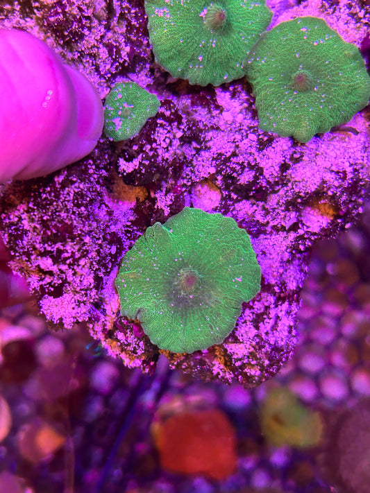 Green Discosoma Mushroom (Single Leaf)