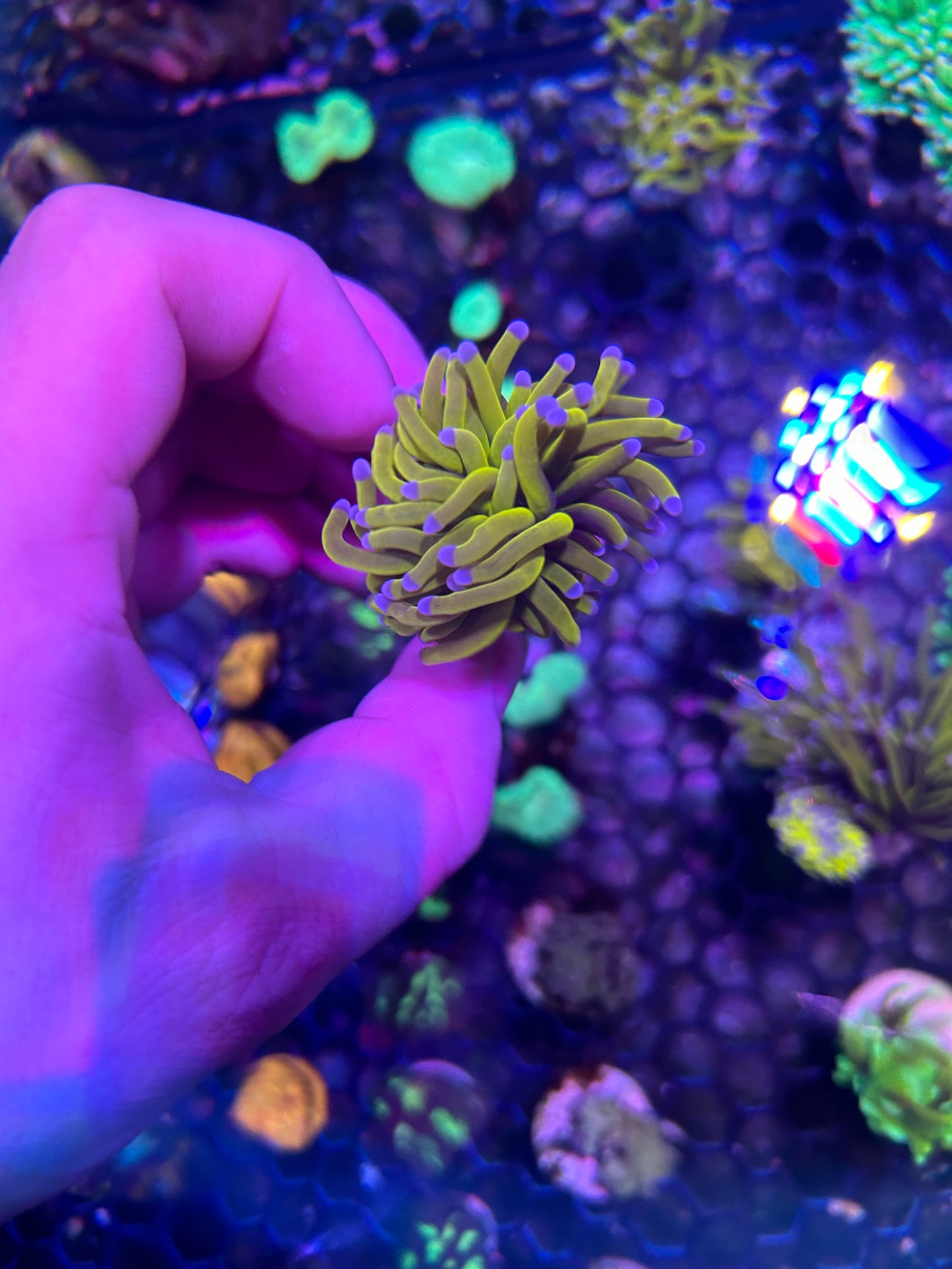24k Torch (Yellow - Blue Tips)