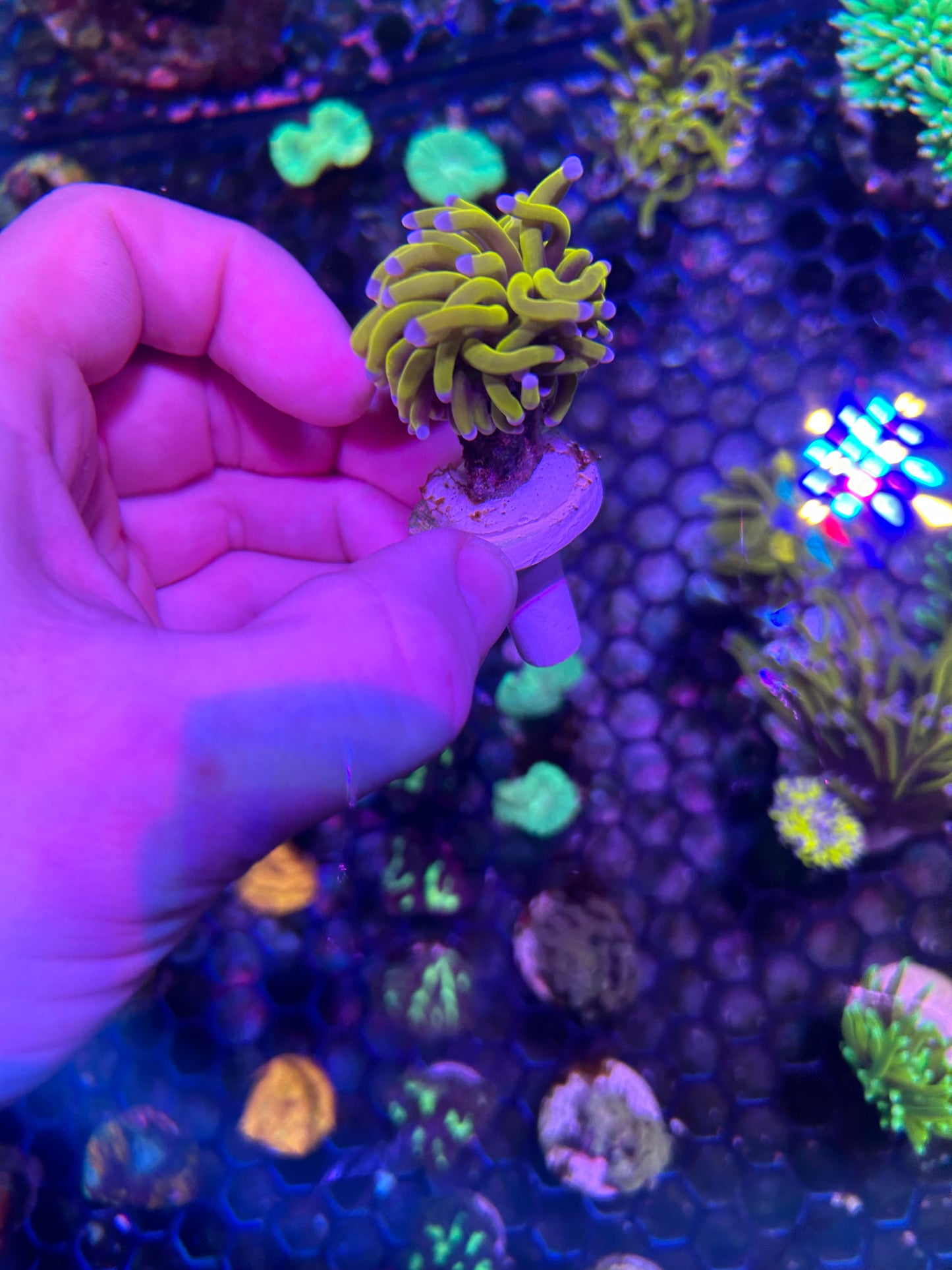 24k Torch (Yellow - Blue Tips)