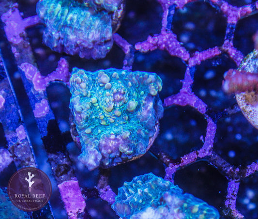 Jutsu Water Dragon Chalice - Royal Reef