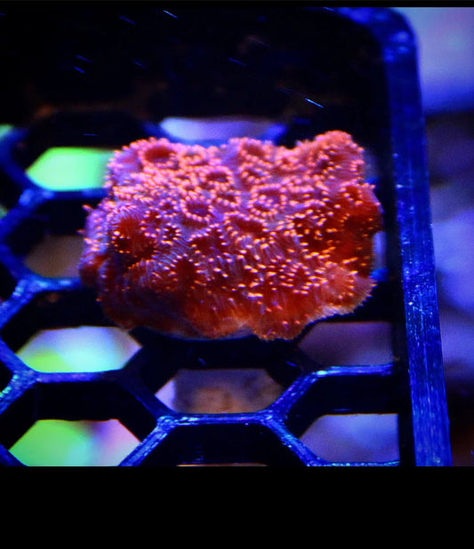 Metallic gold Leptastrea coral frag with vibrant polyps on a frag rack under aquarium lighting