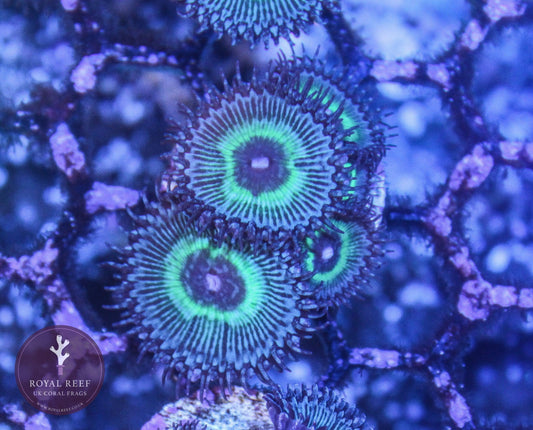 Close-up of vibrant green and purple zoanthid coral frag with three heads on frag rack
