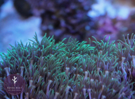Mint green star polyp coral frags with vibrant polyps in a marine aquarium