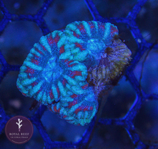 Mint green and red Acan coral frag with textured polyps under aquarium lighting