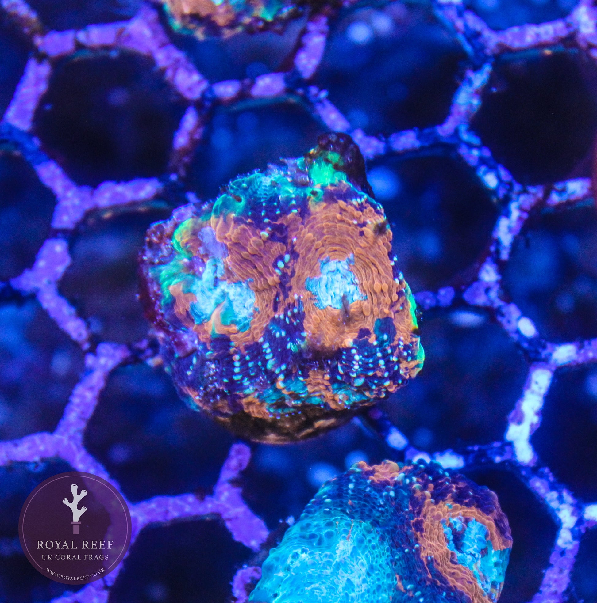 Orange Acan - Royal Reef