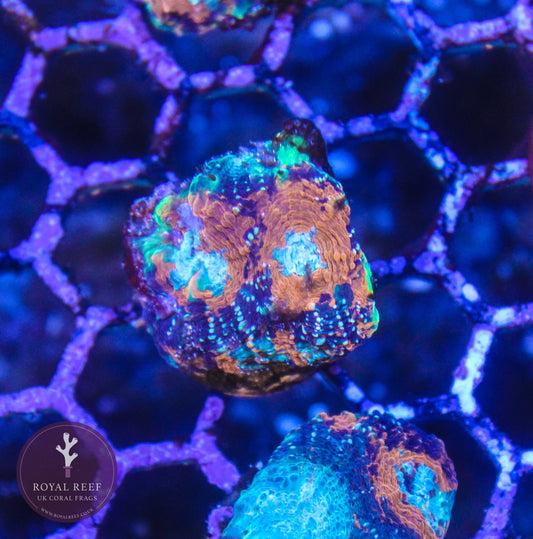 Orange Acan - Royal Reef