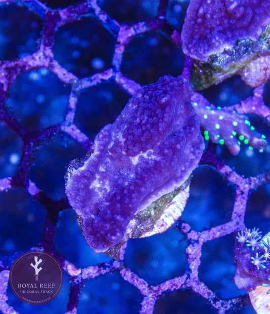 Purple Cadbury Plating Montipora - Royal Reef