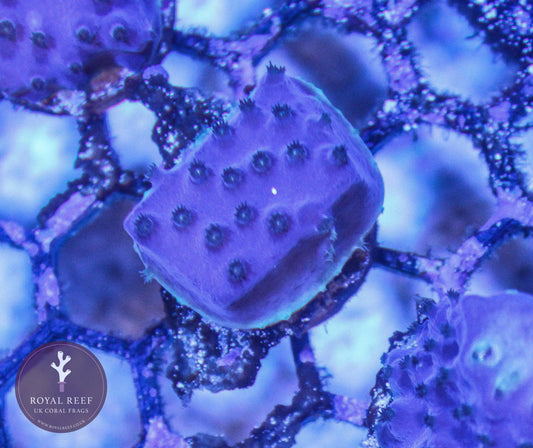 Purple Turbinaria coral frag with yellow rim on aquarium grid, vibrant marine coral macro