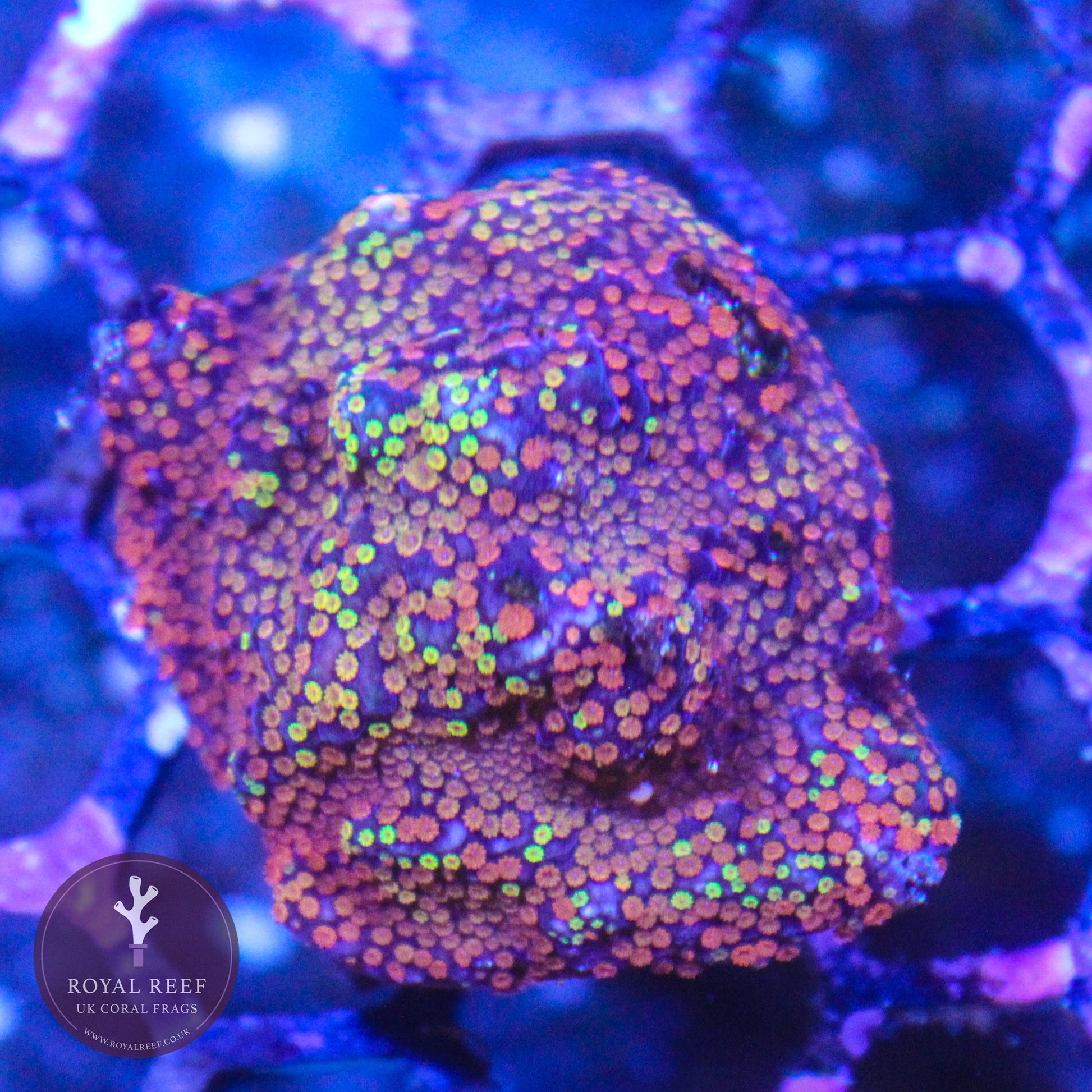 Rainbow Encrusting Montipora - Royal Reef