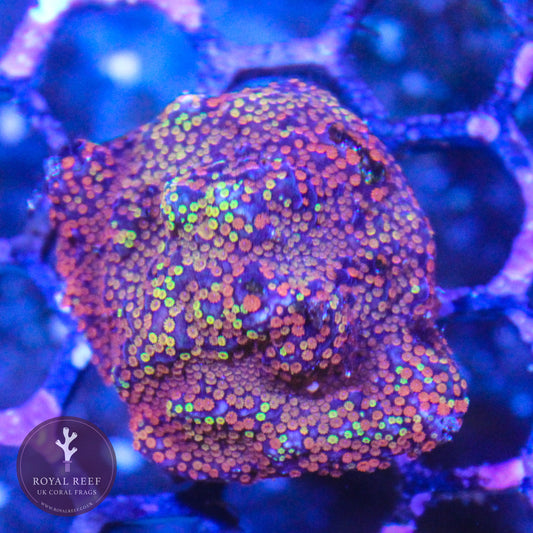 Rainbow Encrusting Montipora - Royal Reef