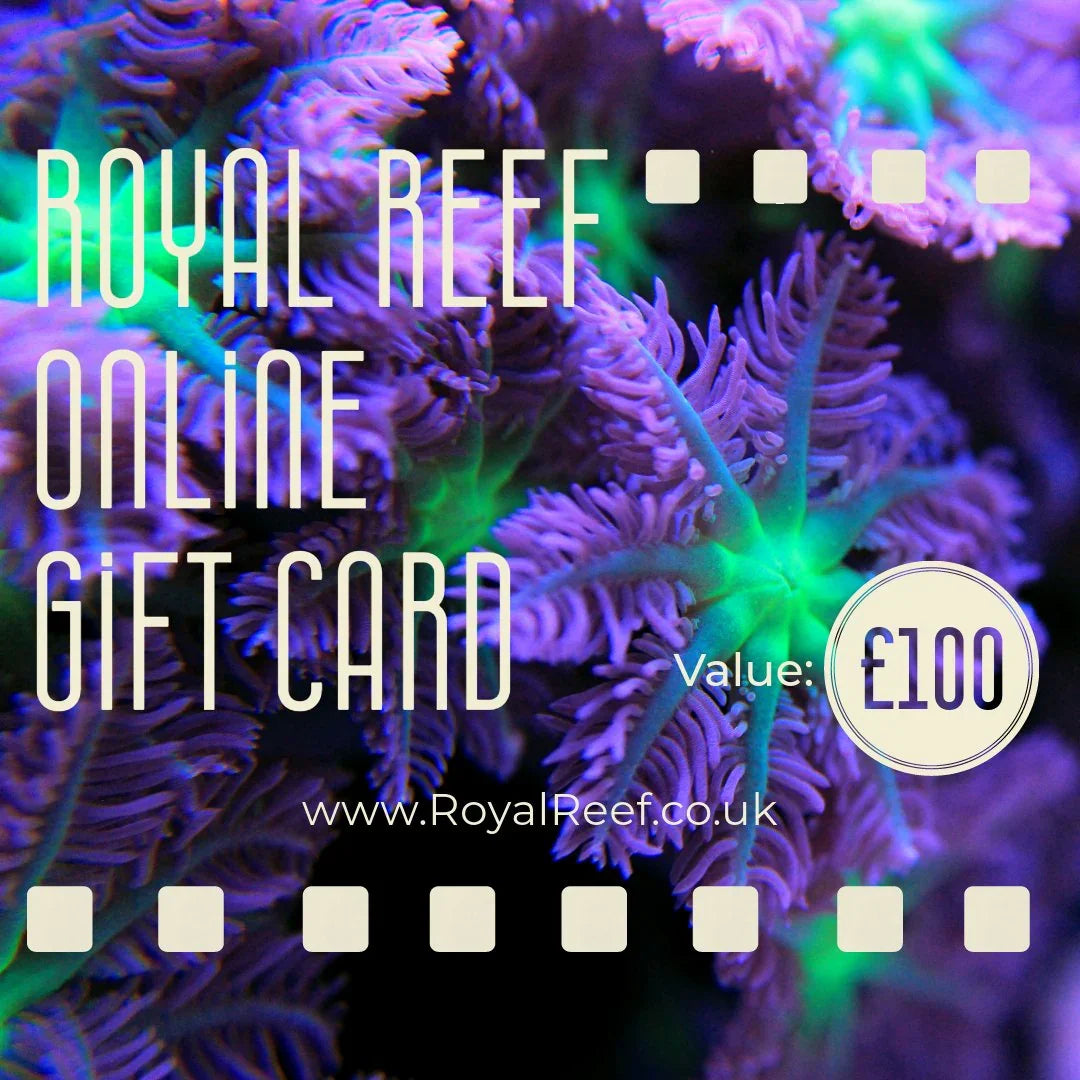 £100 online gift card with vibrant purple and green coral background