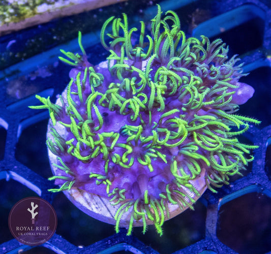 Ultra Green Star Polyp coral frag with vibrant neon green polyps on a frag plug in aquarium