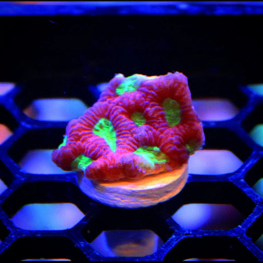 Red war coral frag with bright lime green eyes on a frag plug, under aquarium lighting