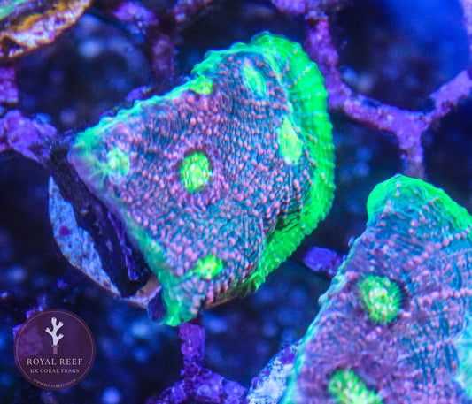 Watermelon chalice coral frag under blue aquarium lighting, vibrant green and pink colors