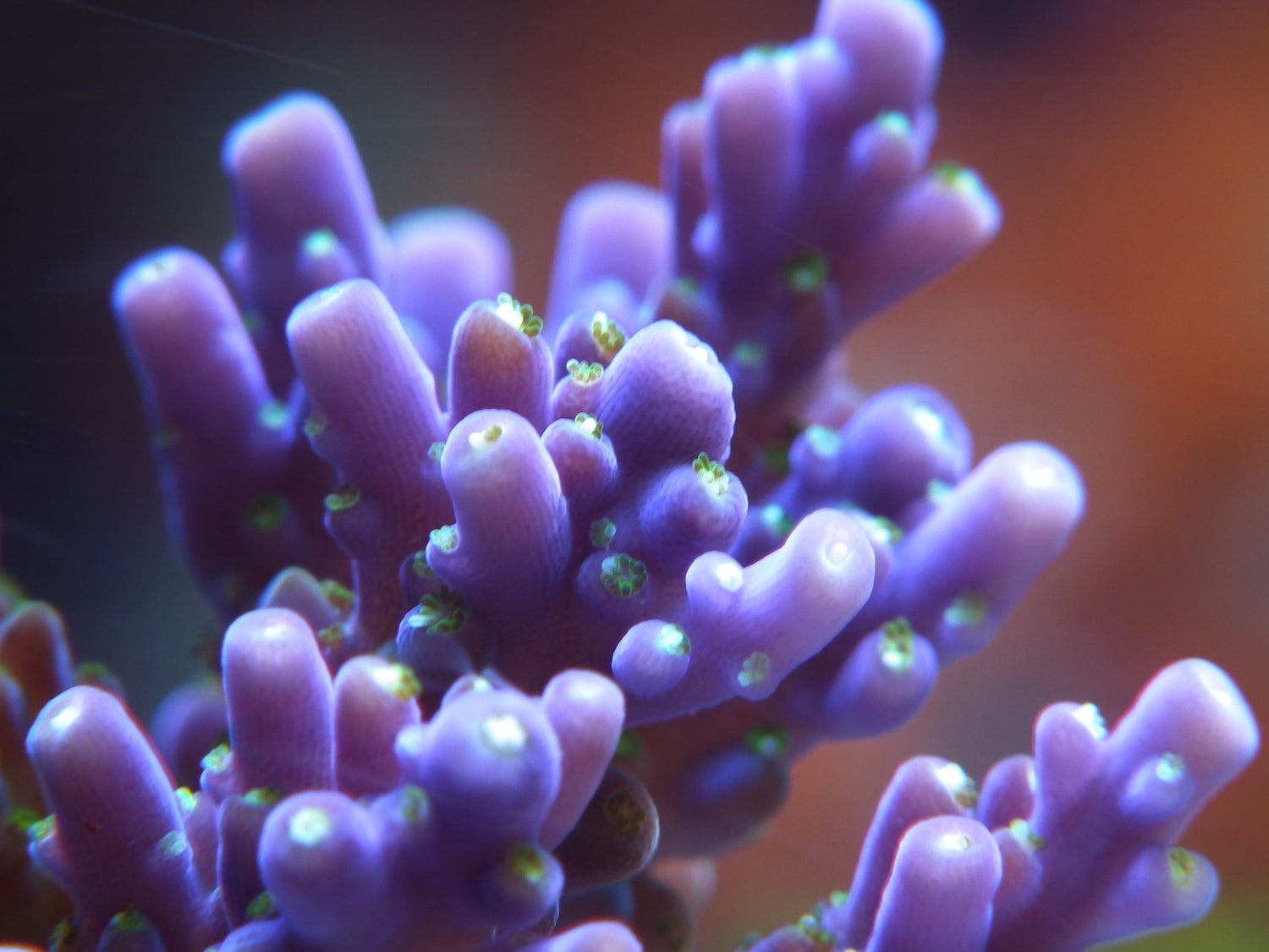 Acropora - Royal Reef