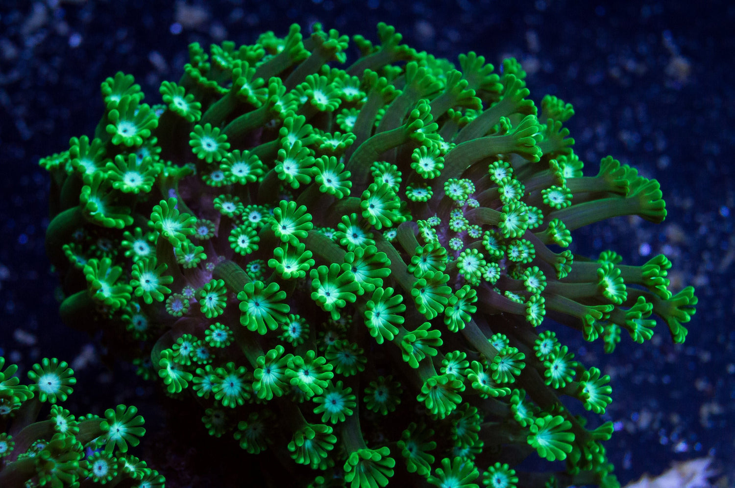 Alveopora - Royal Reef
