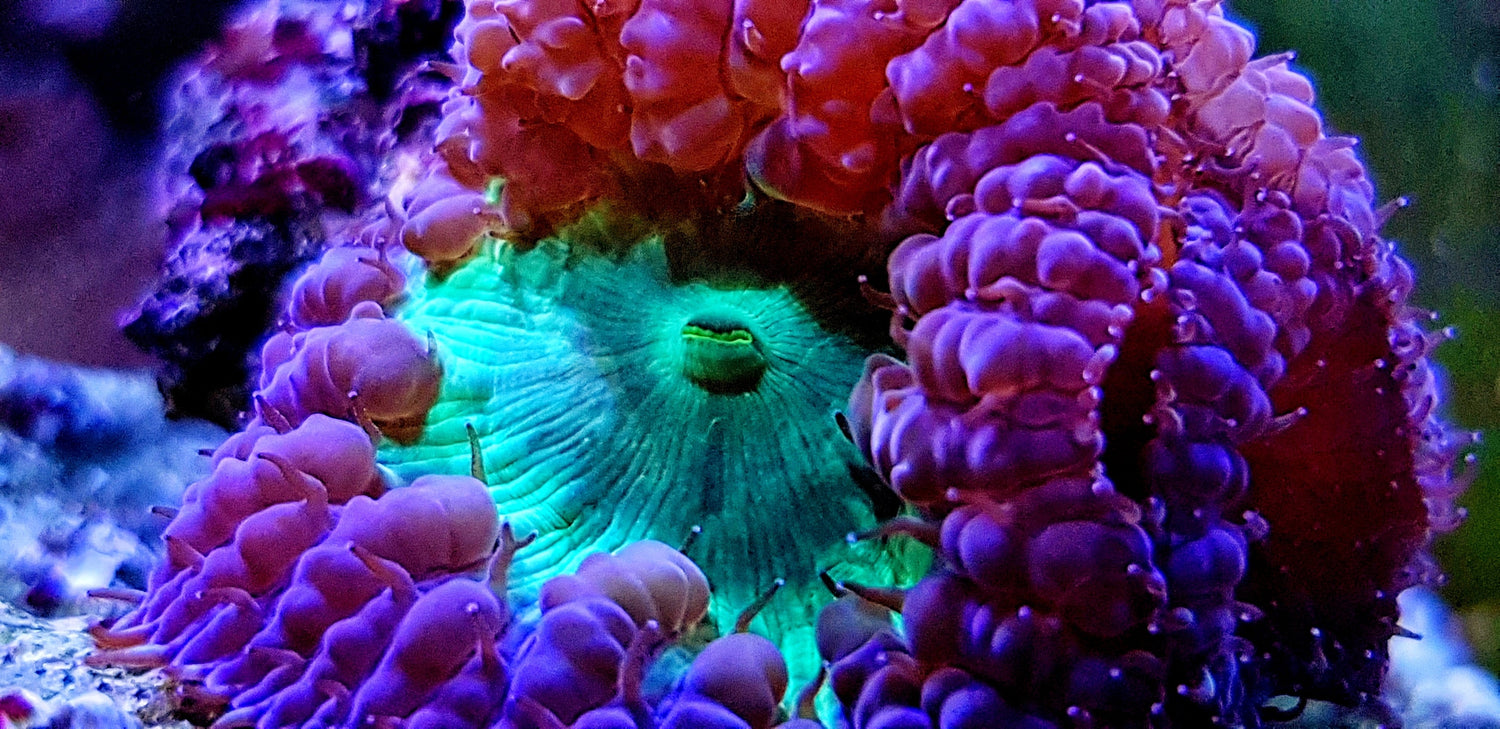 Blastomussa - Royal Reef