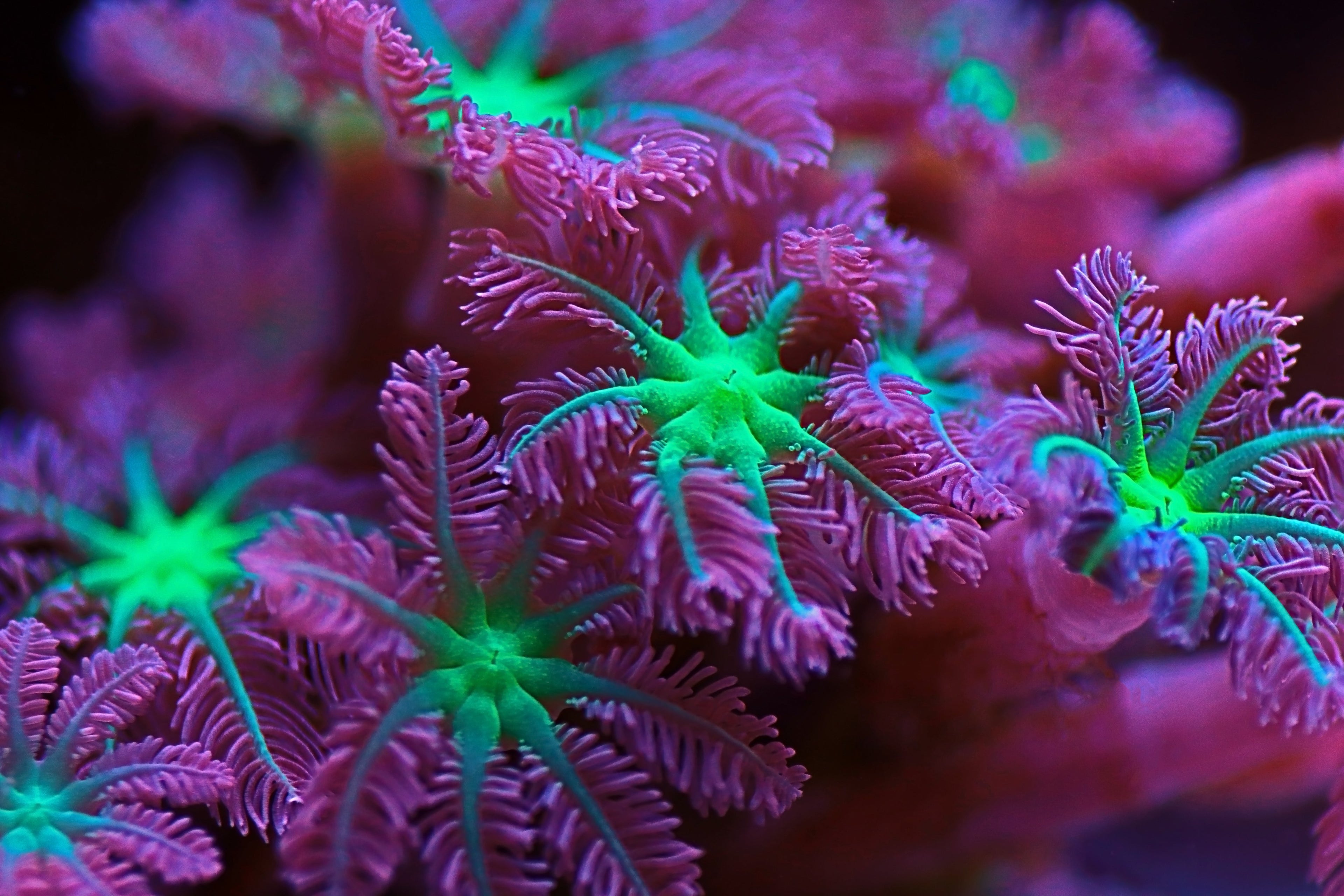 Clove Polyps Royal Reef