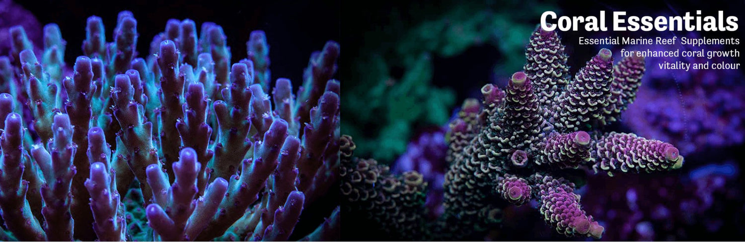 Coral Essentials - Royal Reef