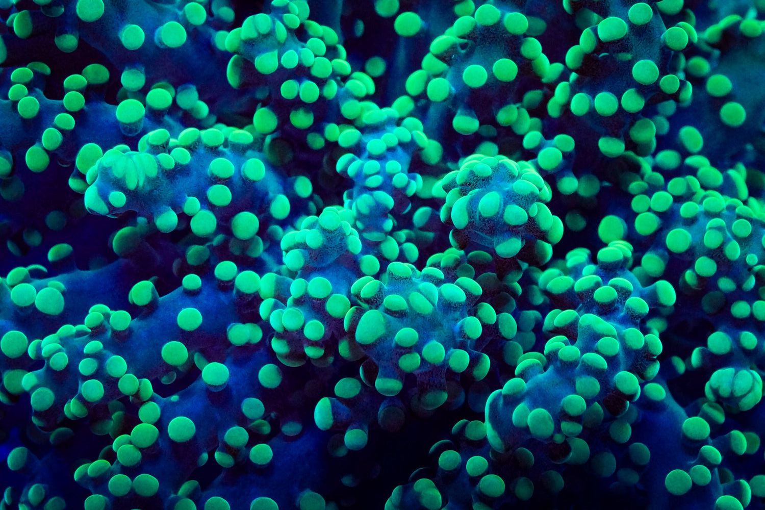 Frogspawn - Royal Reef