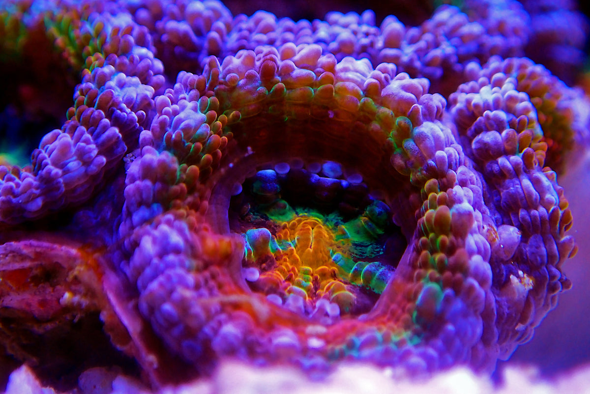 Buy LPS Corals for sale UK | Large Polyp Stony Frags – Royal Reef