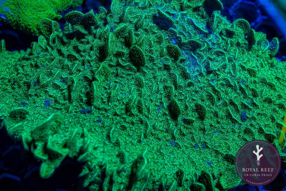 Misc SPS Corals - Royal Reef