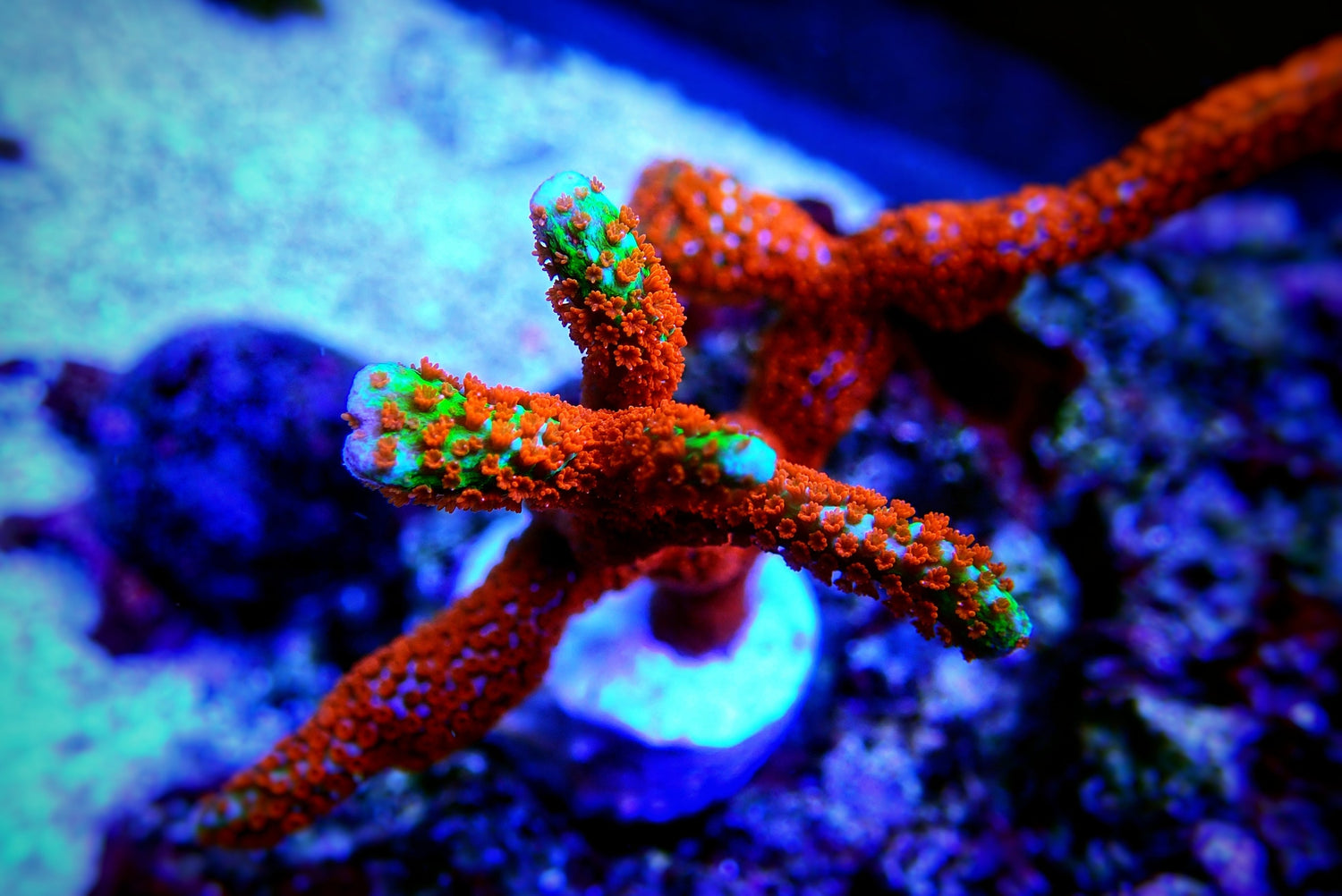 Montipora Branching - Royal Reef