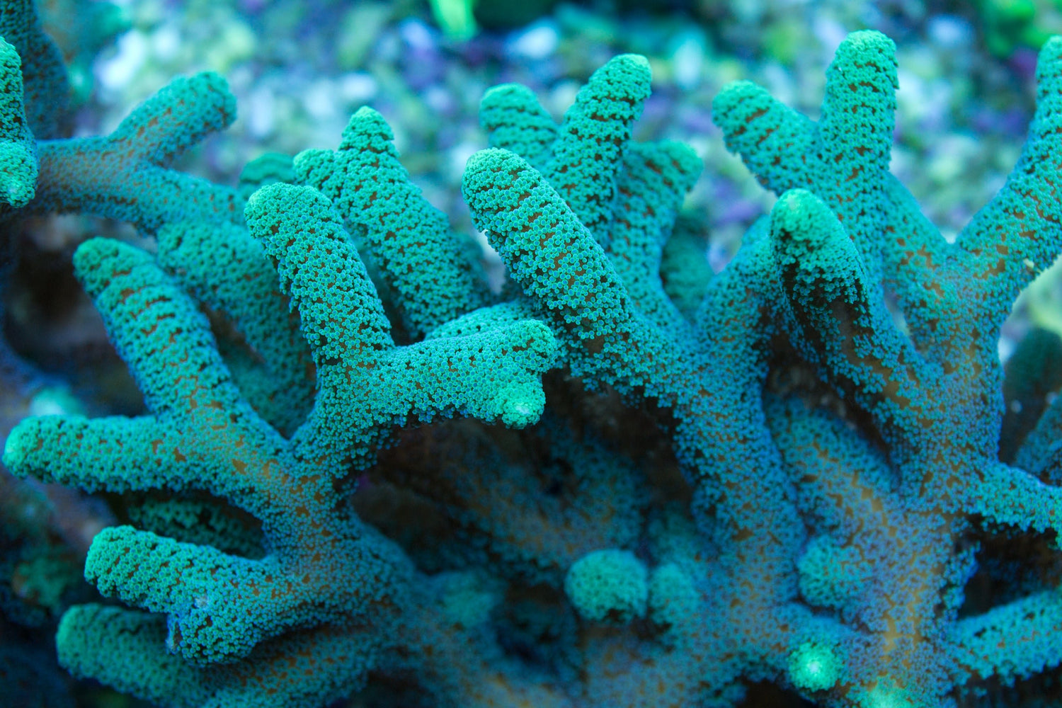 Seriatopora - Royal Reef