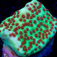 Jedi Mind Tricks Montipora