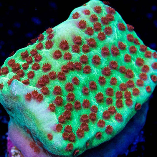 Jedi Mind Tricks Montipora