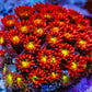 Red and yellow aquacultured coral frag with polyp detail under aquarium lighting