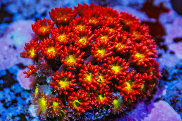 Red and yellow aquacultured coral frag with polyp detail under aquarium lighting