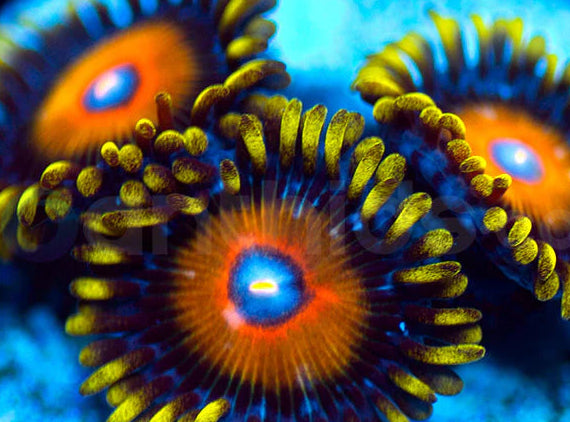 Super Saiyan Zoa 3+ Heads