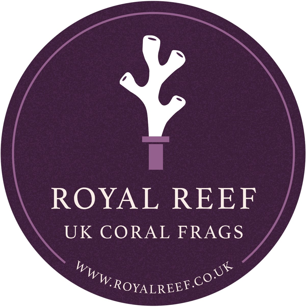 24k Gold Torch Coral - Royal Reef