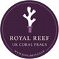 24k Torch (Yellow - Blue Tips) - Royal Reef