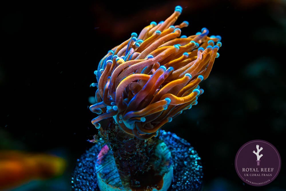 24k Torch (Yellow - Blue Tips) - Royal Reef