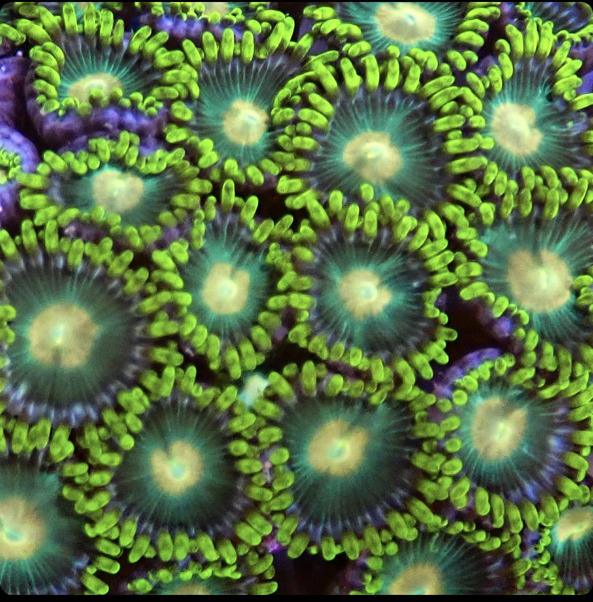 Radioactive Dragon Eyes Zoa 3+ Heads