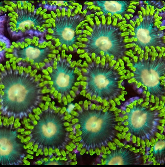 Radioactive Dragon Eyes Zoa 3+ Heads