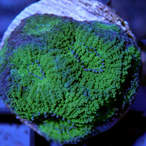 Bright green mushroom coral frag with textured polyps under aquarium lighting