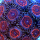 Armageddon Zoa 3+ Heads