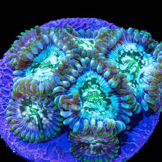 Green Agave Zoa 3+ Heads