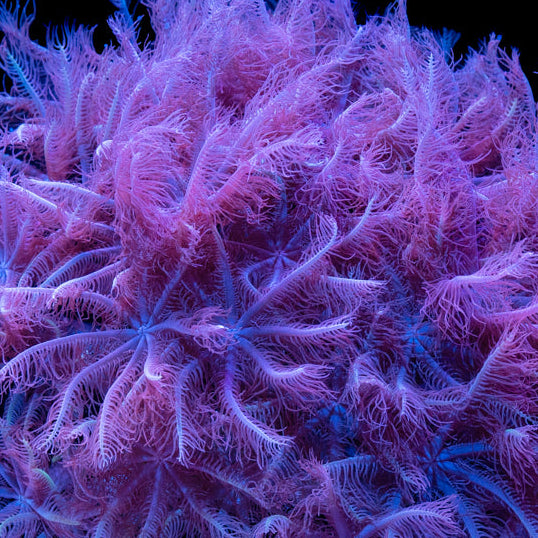 Close-up of vibrant pink and purple soft coral with feathery polyps in an aquarium