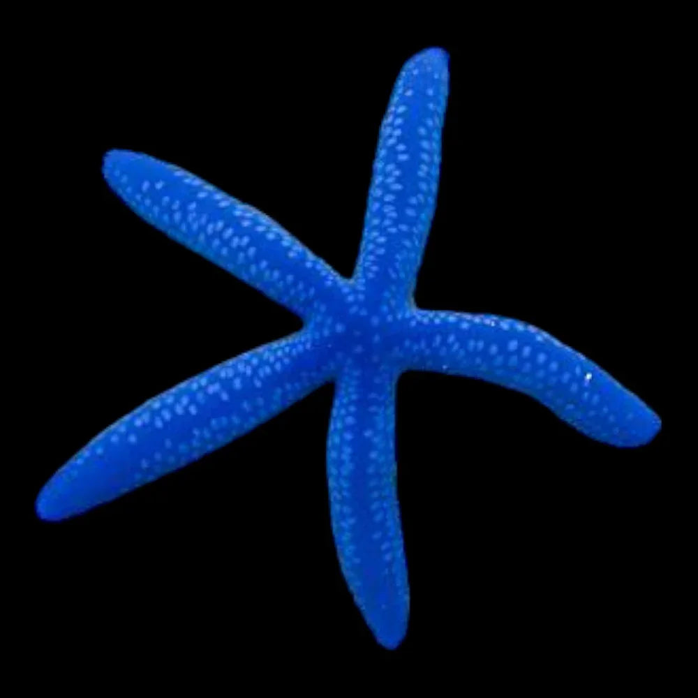 Blue Starfish (INVERT) – Royal Reef