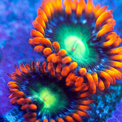 BooBoo Berries Zoa 3+ Heads