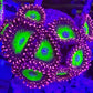 CB Omega Zoa 3+ Heads