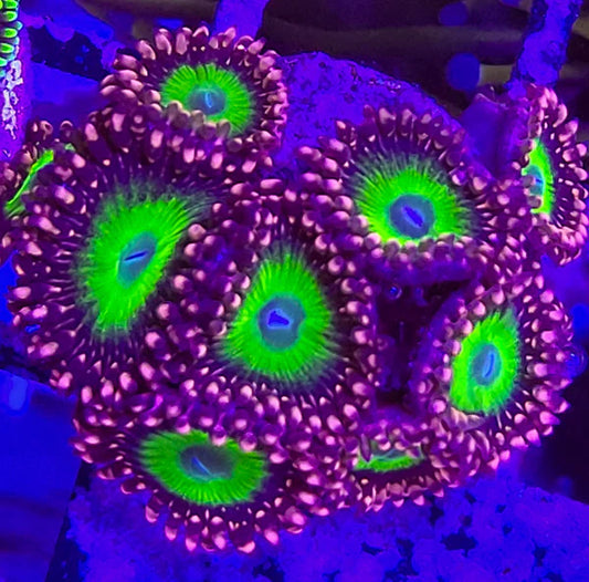 CB Omega Zoa 3+ Heads
