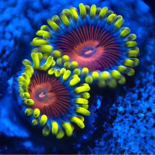 CC Spitfire Zoa 3+ Heads