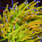 Bright green torch coral with purple tips in reef aquarium lighting