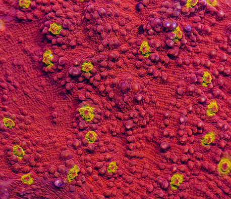 Close-up of vibrant red aquacultured coral with yellow polyps, reef aquarium coral frag