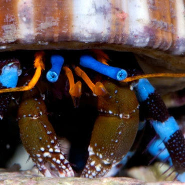 Blue Legged Hermit Crabs (INVERT)